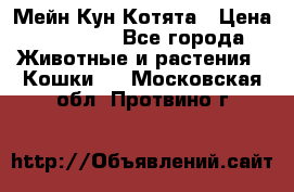 Мейн Кун Котята › Цена ­ 15 000 - Все города Животные и растения » Кошки   . Московская обл.,Протвино г.